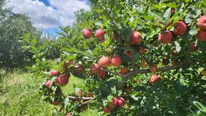 Leia mais sobre o artigo São Joaquim celebra a abertura da safra nacional da maçã em 2024