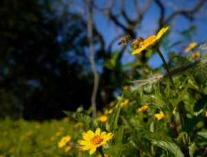 Leia mais sobre o artigo Primavera em SC: previsão indica estação com temperaturas acima da média e chuvas mais frequentes