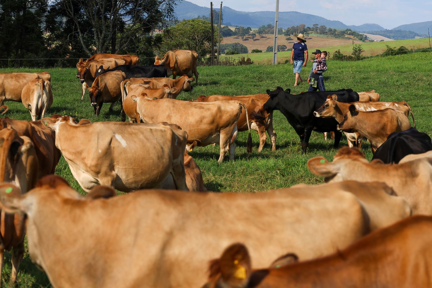 Você está visualizando atualmente Santa Catarina registra aumento na produção de leite e ovos em 2023