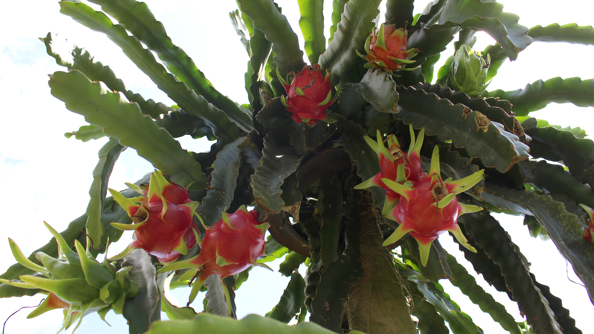 Leia mais sobre o artigo Pitaya se transforma em referência para Cerro Negro