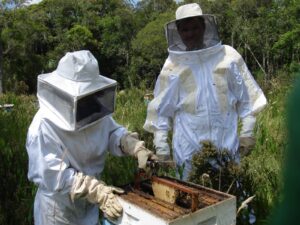 Leia mais sobre o artigo Dia Nacional do Mel: Santa Catarina é destaque nacional pela qualidade e pelo volume produzido